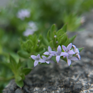 Photographie n°2383803 du taxon Sherardia arvensis L.