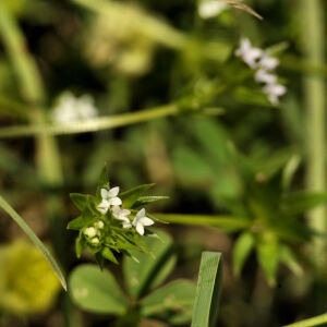 Photographie n°2383810 du taxon Sherardia arvensis L.