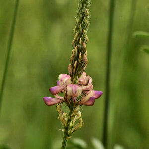  - Onobrychis arenaria (Kit.) DC. [1825]