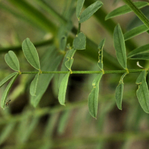  - Onobrychis arenaria (Kit.) DC. [1825]