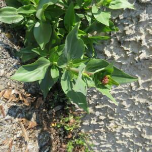 Photographie n°2383854 du taxon Centranthus ruber (L.) DC.