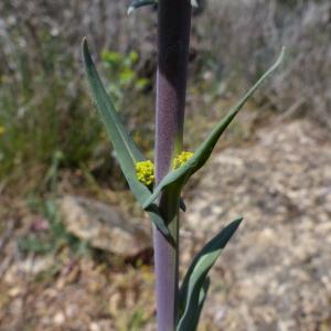 Photographie n°2383907 du taxon Isatis tinctoria L. [1753]