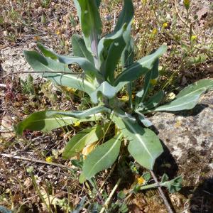 Photographie n°2383908 du taxon Isatis tinctoria L. [1753]