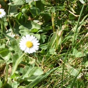 Photographie n°2383981 du taxon Bellis perennis L.