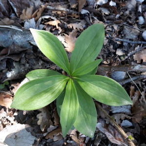 Photographie n°2384629 du taxon Lilium martagon L. [1753]