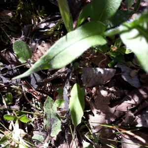 Photographie n°2384633 du taxon Pulmonaria longifolia (Bastard) Boreau [1857]