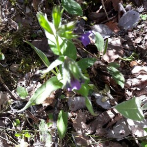 Photographie n°2384635 du taxon Pulmonaria longifolia (Bastard) Boreau [1857]