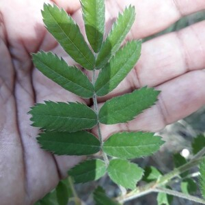 Photographie n°2384666 du taxon Sorbus domestica L. [1753]