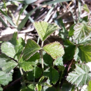 Photographie n°2384670 du taxon Rubus caesius L. [1753]