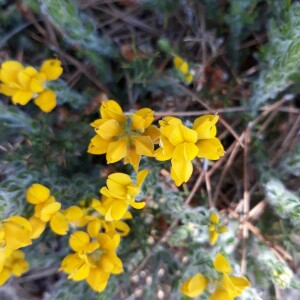 Photographie n°2384671 du taxon Genista germanica L. [1753]