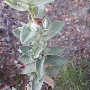 Photographie n°2384679 du taxon Cistus albidus L. [1753]