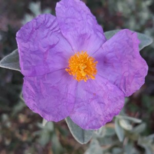 Photographie n°2384680 du taxon Cistus albidus L. [1753]