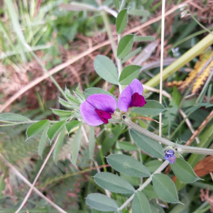 Photographie n°2384689 du taxon Vicia sativa L. [1753]