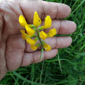 Photographie n°2384693 du taxon Lathyrus pratensis L. [1753]