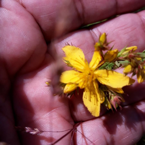 Photographie n°2384700 du taxon Hypericum perforatum L. [1753]