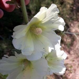 Photographie n°2384715 du taxon Alcea rosea L. [1753]