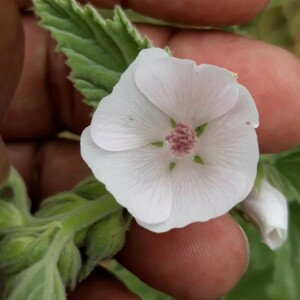 Photographie n°2384727 du taxon Althaea officinalis L. [1753]