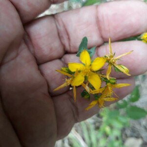 Photographie n°2384733 du taxon Hypericum perforatum L. [1753]