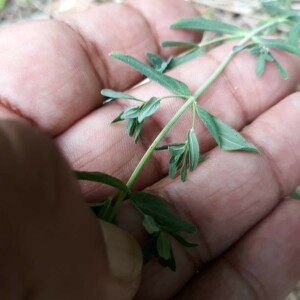 Photographie n°2384734 du taxon Hypericum perforatum L. [1753]