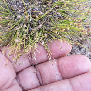 Photographie n°2384736 du taxon Isolepis setacea (L.) R.Br. [1810]