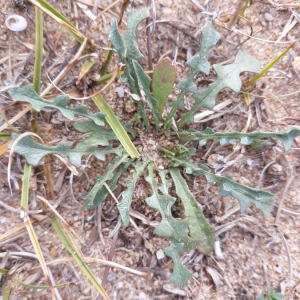 Photographie n°2384740 du taxon Chondrilla juncea L. [1753]