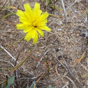 Photographie n°2384741 du taxon Chondrilla juncea L. [1753]