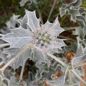 Photographie n°2384746 du taxon Eryngium maritimum L. [1753]