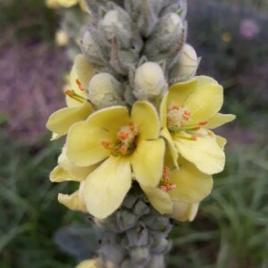 Photographie n°2384749 du taxon Verbascum thapsus L. [1753]