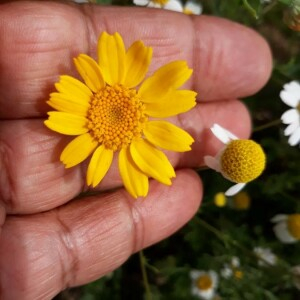 Photographie n°2384752 du taxon Glebionis segetum (L.) Fourr. [1869]