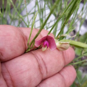 Photographie n°2384757 du taxon Lathyrus sylvestris L. [1753]