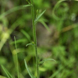 Photographie n°2384788 du taxon Campanula rapunculus L. [1753]