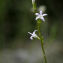  Patrick Ressayre - Campanula rapunculus L. [1753]