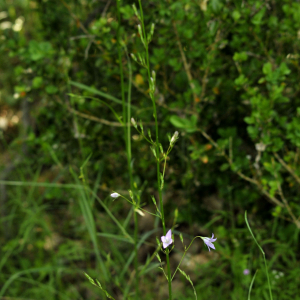 Photographie n°2384789 du taxon Campanula rapunculus L. [1753]