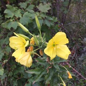 Photographie n°2384822 du taxon Oenothera biennis L. [1753]