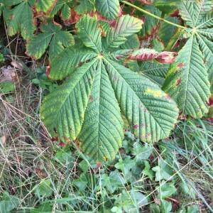 Photographie n°2384830 du taxon Aesculus hippocastanum L. [1753]