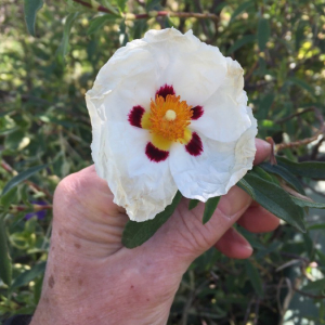 Photographie n°2384857 du taxon Cistus ladanifer L. [1753]