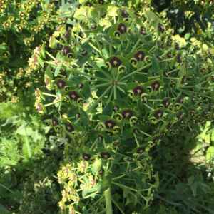 Photographie n°2384862 du taxon Euphorbia characias L. [1753]