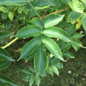 Photographie n°2384875 du taxon Sambucus racemosa L. [1753]