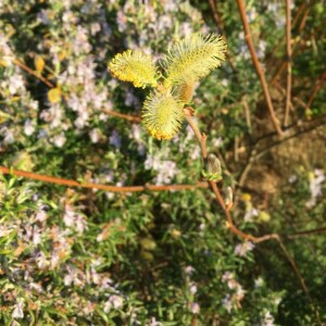Photographie n°2384892 du taxon Salix hastata L. [1753]