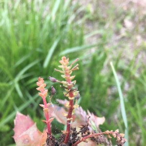 Photographie n°2384896 du taxon Berberis aquifolium Pursh [1814]