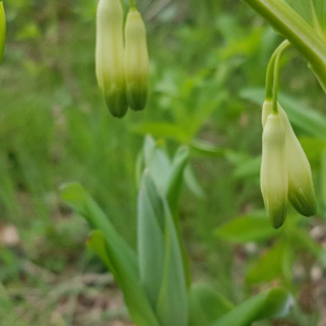 Photographie n°2385097 du taxon Polygonatum odoratum (Mill.) Druce