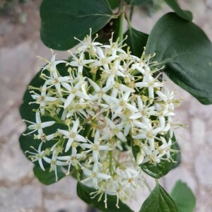 Photographie n°2385098 du taxon Cornus sanguinea L.