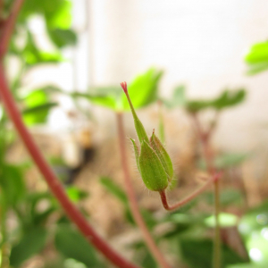 Photographie n°2385241 du taxon Geranium rotundifolium L.