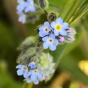 Photographie n°2385243 du taxon Myosotis arvensis (L.) Hill [1764]