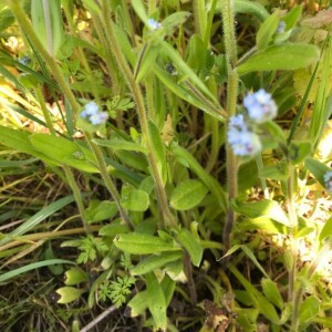 Photographie n°2385245 du taxon Myosotis arvensis (L.) Hill [1764]