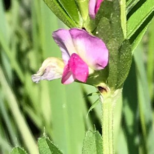 Photographie n°2385251 du taxon Vicia sativa L. [1753]