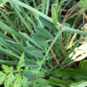 Photographie n°2385252 du taxon Vicia sativa L. [1753]