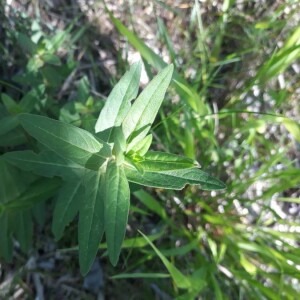 Photographie n°2385322 du taxon Lythrum salicaria L. [1753]