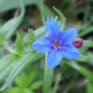 Photographie n°2385323 du taxon Buglossoides purpurocaerulea (L.) I.M.Johnst. [1954]
