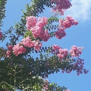 Photographie n°2385334 du taxon Lagerstroemia indica L. [1759]